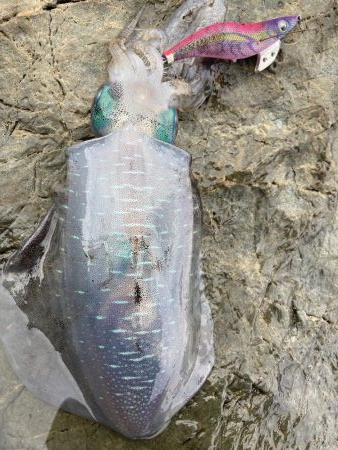 9月前半並へサイズダウン