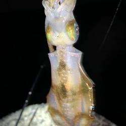 秋アオリイカ②