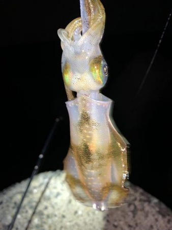 秋アオリイカ②