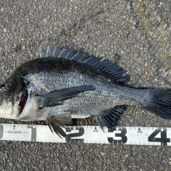 イチノ兄弟、釣果！