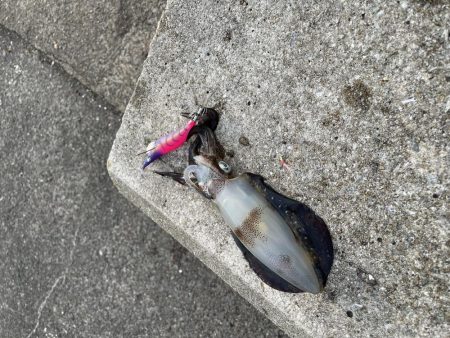 釣り禁だらけで…