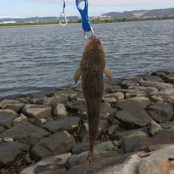 和歌山市某河口にてマゴチ！