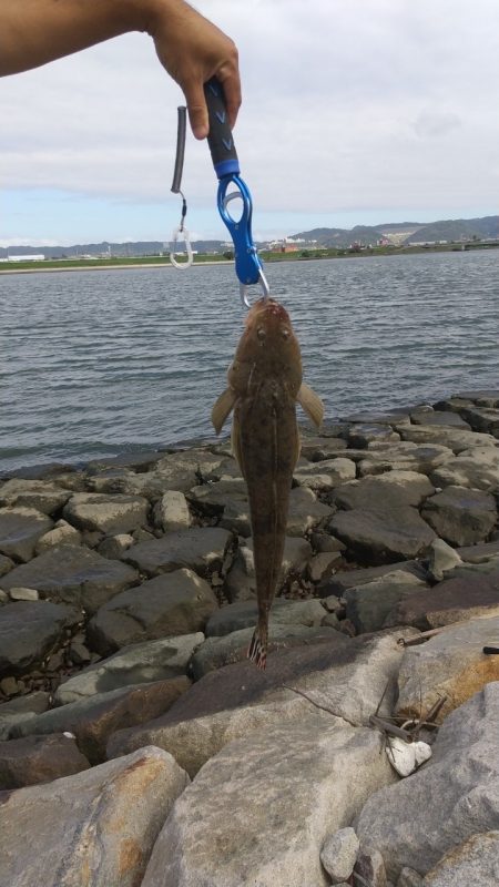 和歌山市某河口にてマゴチ！
