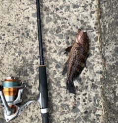 ロックフィッシュ