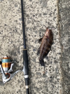 ロックフィッシュ