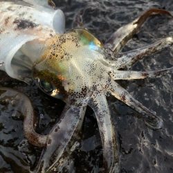 2021佐渡ヶ島 エギング 7回目