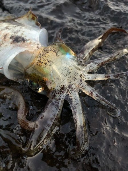 2021佐渡ヶ島 エギング 7回目