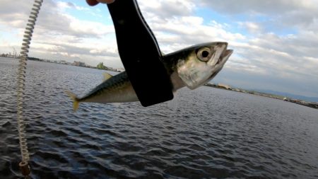 アジングでサバ大漁！