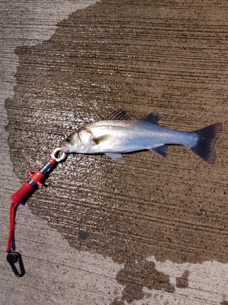 シーバス45cm  風が強い中なんとか1本…