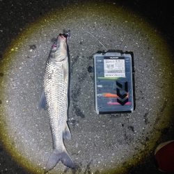 ニゴイをなんとか上げました