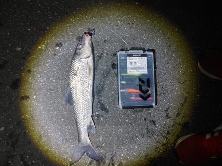 ニゴイをなんとか上げました