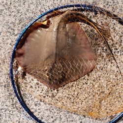 残念アカエイでした　