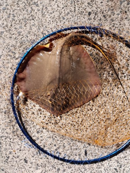 残念アカエイでした　