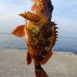 ガシリング エギング