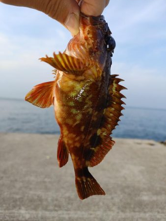 ガシリング エギング