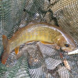 シーズン最後にイワナ