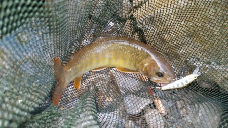 シーズン最後にイワナ