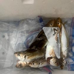 ジグサビキでアジ