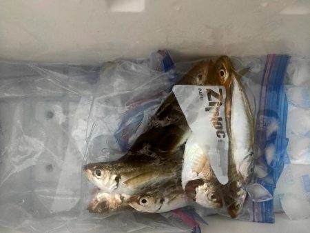 ジグサビキでアジ