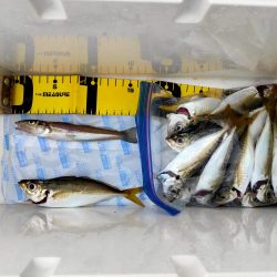 2日連続でアジ