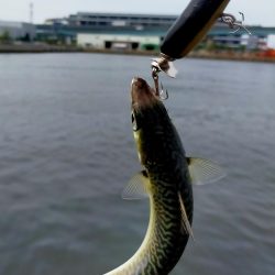 自作ルアー(トップ)でサバ