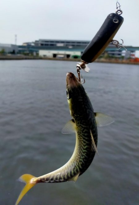 自作ルアー（トップ）でサバ