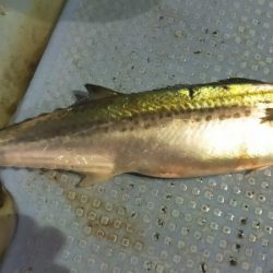 シロイカシーズン終了の予感