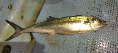 シロイカシーズン終了の予感