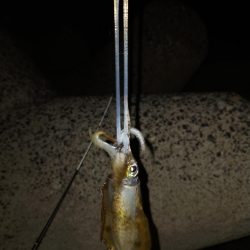 エギング後テキサス