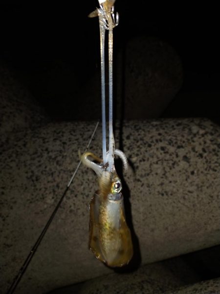 エギング後テキサス