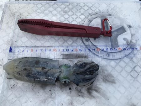 ボートエギング