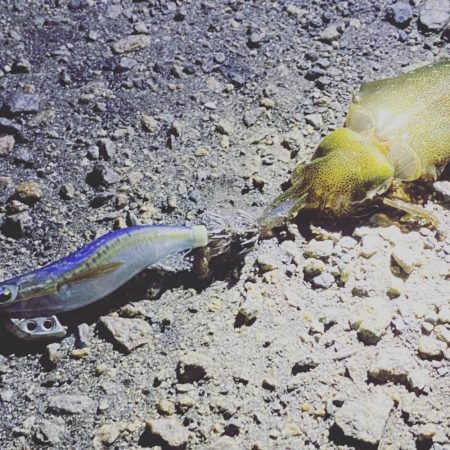 秋イカエギング初陣！