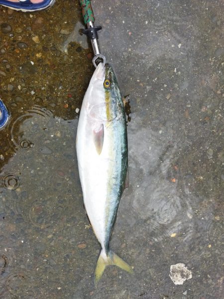 どしゃ降りショアジギング