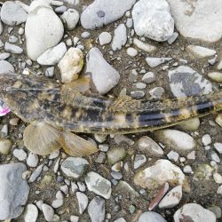 ひっさびさに魚を拝めた