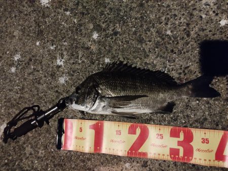 秋イカエギング＆お暇のメバリング！