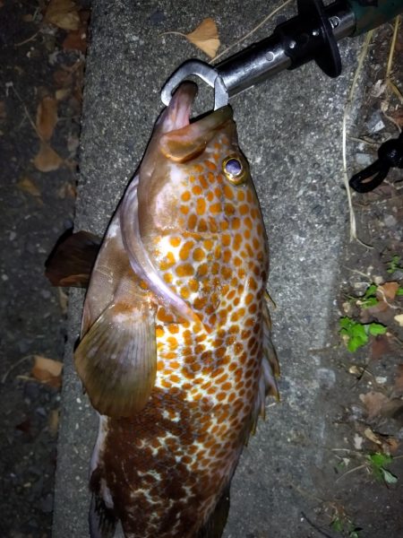 ショアジギング&根魚