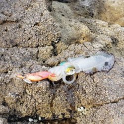 なかなか活性低いです