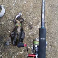 台風前日エギング