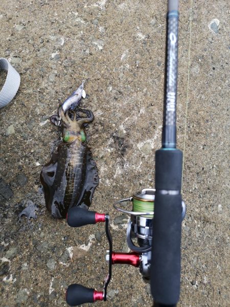 台風前日エギング