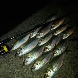 (尺アジ)フロートゲーム