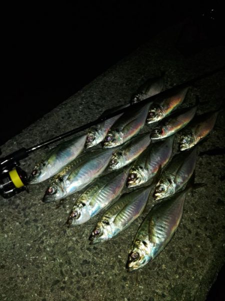 (尺アジ)フロートゲーム