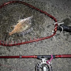 2021/09/21 南港ヘチ釣り