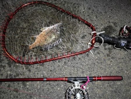 2021/09/21 南港ヘチ釣り