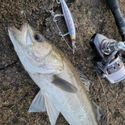 久しぶりのショアジギング