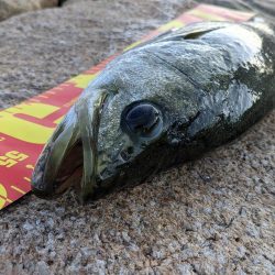 だいぶ久しぶりに。。。