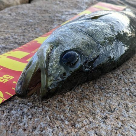 だいぶ久しぶりに。。。