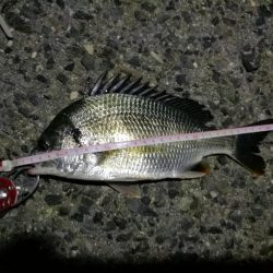 2021/09/28 南港ヘチ釣り