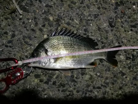 2021/09/28 南港ヘチ釣り