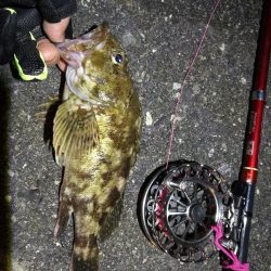 2021/09/29 南港ヘチ釣り 根魚狙い