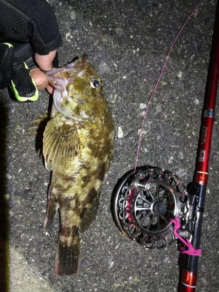 2021/09/29 南港ヘチ釣り 根魚狙い